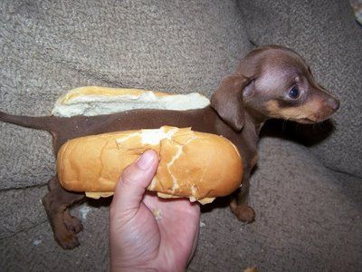 Hot Dog avatar
